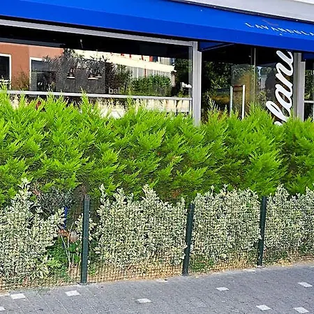 Levent Lavandula